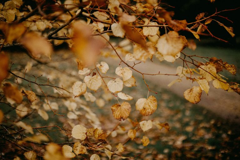 Herbstliche Baumäste mit braunen und gelben Blättern im warmen Licht, einige Blätter liegen bereits am Boden. Das Bild symbolisiert den Herbst und die anfallenden Gartenarbeiten wie Laubentfernung durch Team Garten der Servicehaus Stemwede gGmbH.