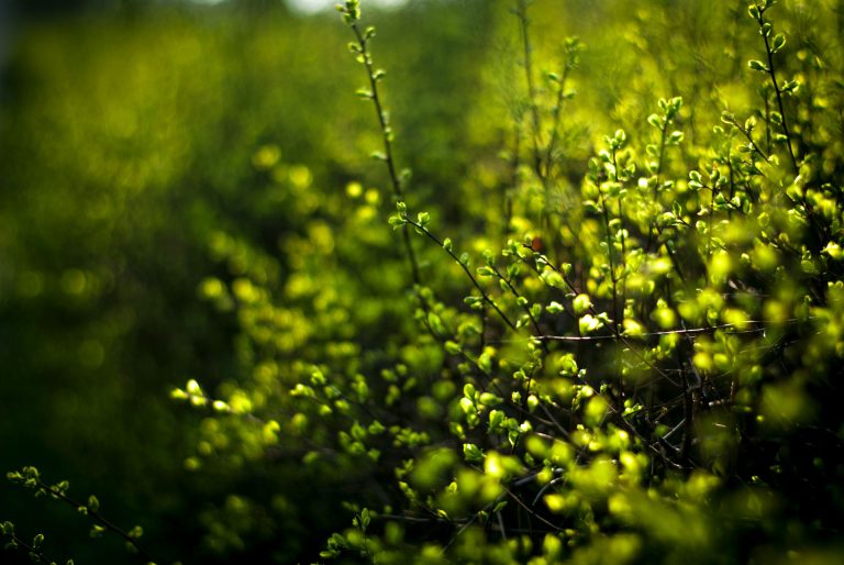 Nahaufnahme einer Hecke mit frischen, hellgrünen Trieben im Sonnenlicht. Das Bild symbolisiert gesundes Wachstum und die Notwendigkeit des regelmäßigen Heckenschnitts, wie ihn Team Garten der Servicehaus Stemwede gGmbH für Privatkunden und Unternehmen anbietet.
