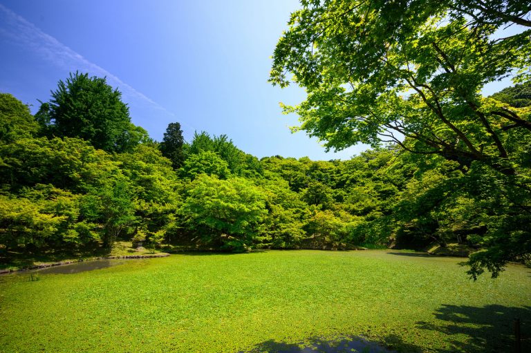 Weitläufige Rasenfläche mit sattem Grün, umgeben von dichtem Baumbestand und blauem Himmel. Das Bild symbolisiert gesunden Rasen und die erfolgreiche Regeneration nach Sommerhitze, passend zum Thema Rasenpflege von Team Garten der Servicehaus Stemwede gGmbH.